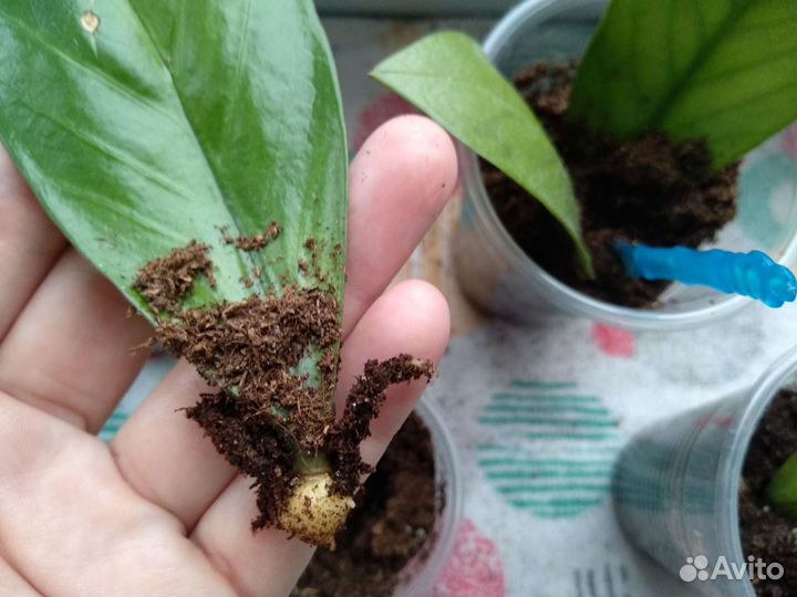 Замиокулькас