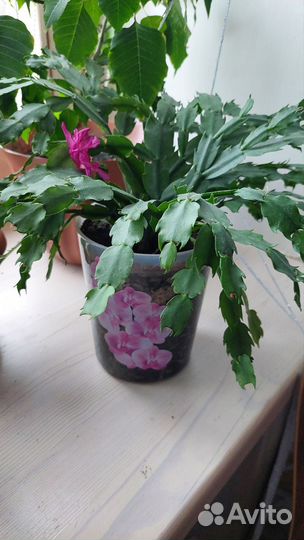 Кислица