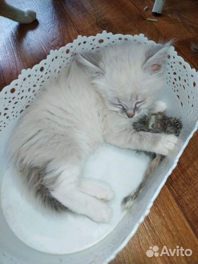 Очаровательный котёнок