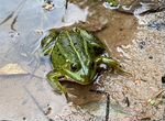 Лягушка зелёная прудовая - жаба