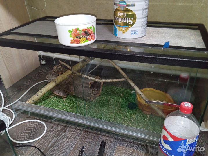 Амурский полоз