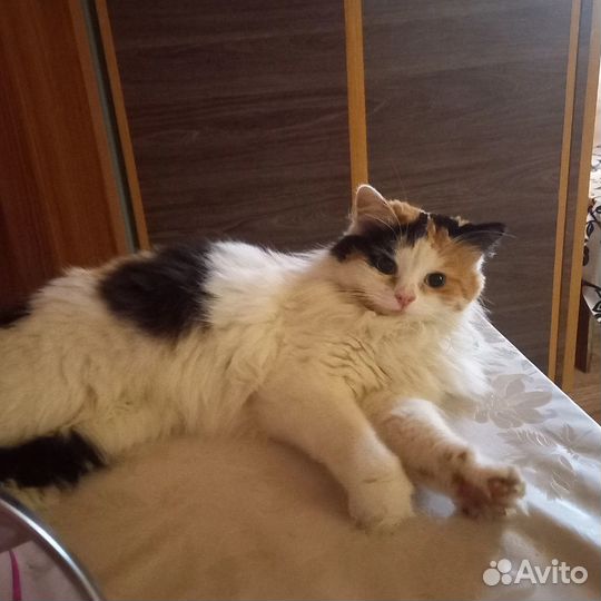 Кошка