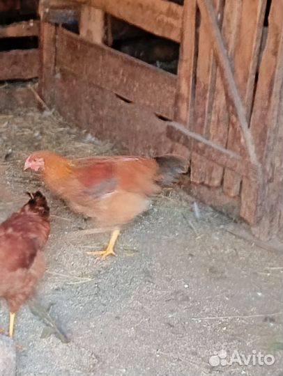 Молодые петухи