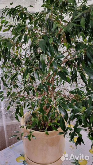 Фикус Бенджамина