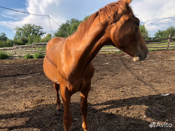 Лошадь жеребец