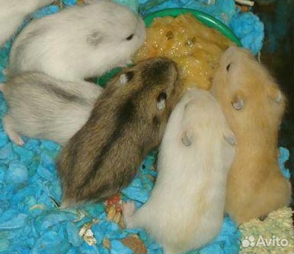 Малыши джунгарских хомячков из питомника