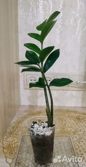 Замиокулькас