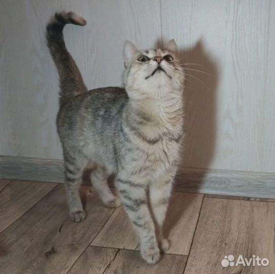 Отдам кошечку в добрые руки