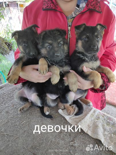 Щенки немецкой овчарки