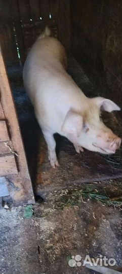 Хряк на племя