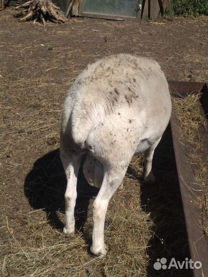 Белый дорпер баран