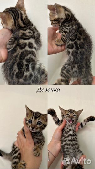 Бенгальские котята