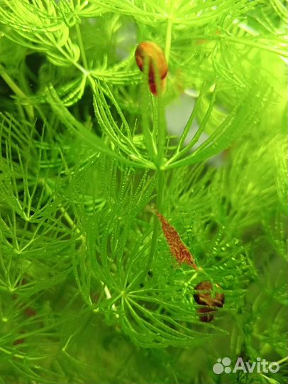 Креветки, роголистик, огненные гуппи