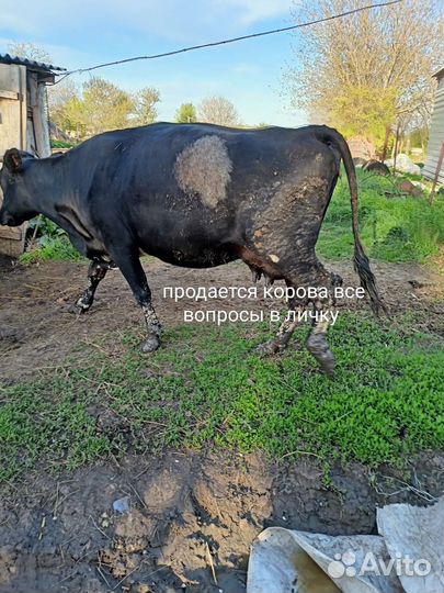 Корова хорошая дойная