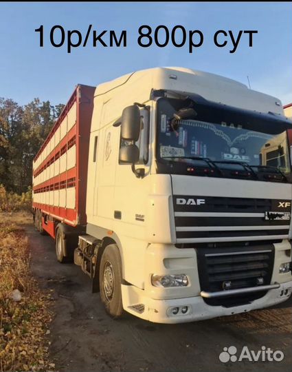 Водитель категории е на скотовоз