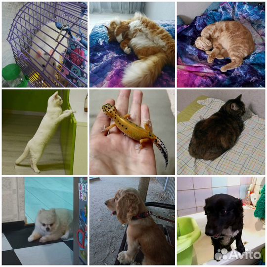 Передержка животных