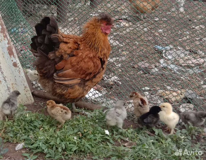 Куры, цыплята разных возрастов