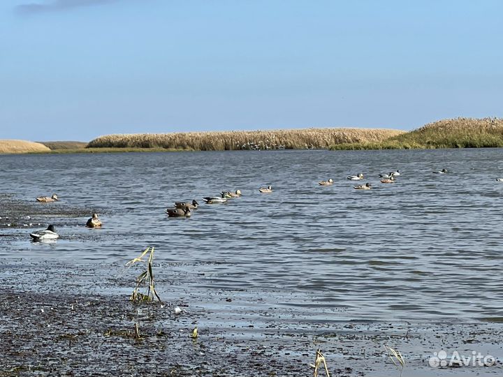 Чучела кряковых уток в сумке