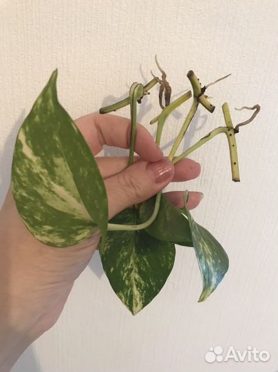 Сциндапсус золотистый