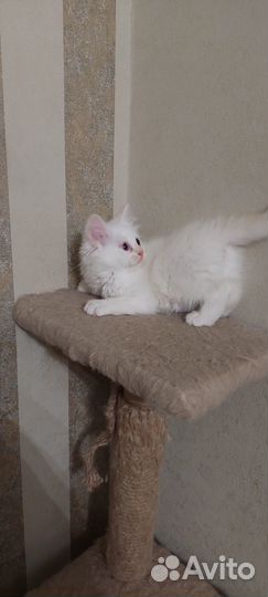 Кошечка в добрые руки