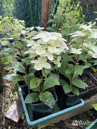 Гортензия вимс ред