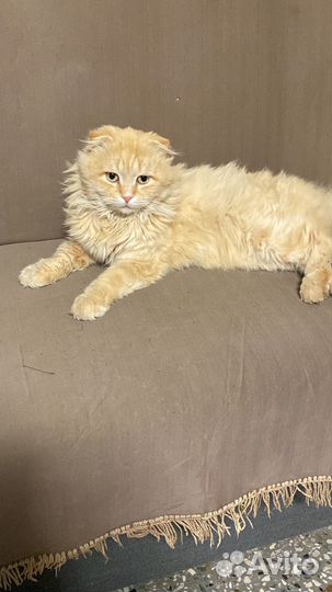 Кот в добрые руки