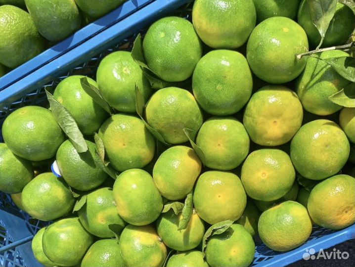 Сорт зелёные мандарины