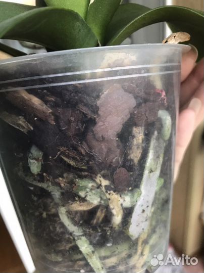 Орхидея Lazy Sunday фаленопсис сортовой