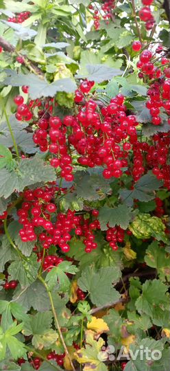 Соберу ягоду