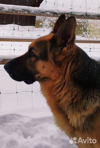 Вязка кабель немецкой овчарки