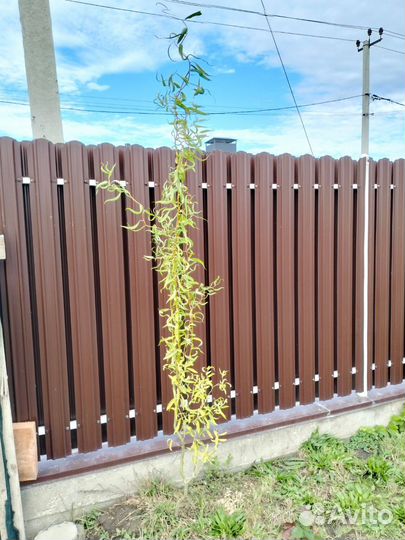 Ива извилистая кудрявая