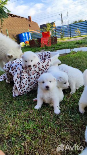 Щенки Самоеда