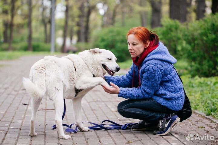 Белоснежный Лотос ищет дом