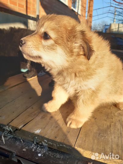 Щенок в добрые руки мальчик