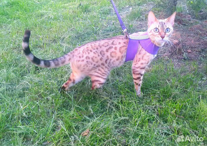 Бенгальская кошечка, бенгальские котята