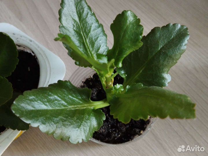 Каланхоэ сортовой