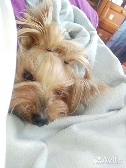 Передержка собак