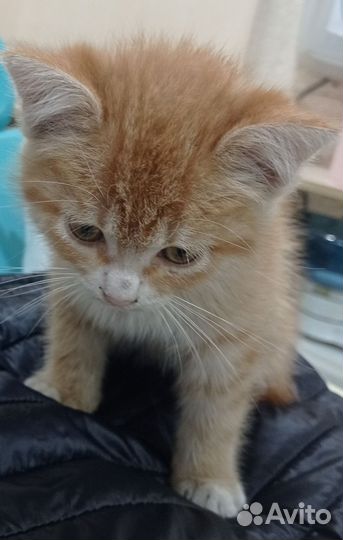 Рыжик котенок