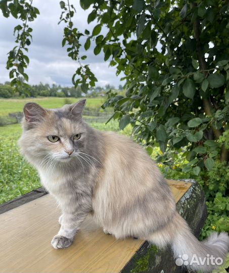 Кошка Муся