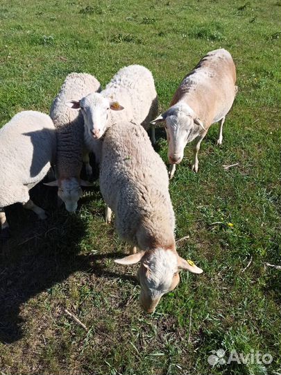 Ягнята баранчики