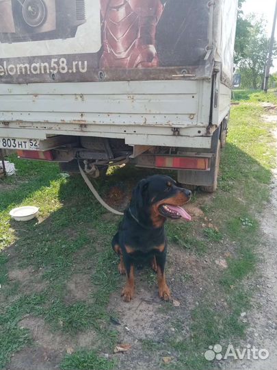 Вязка ротвейлера