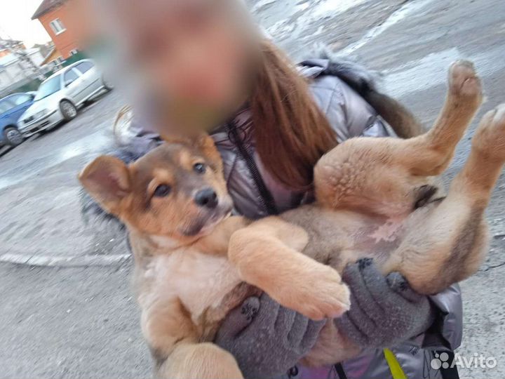 Отдадим в добрые руки щенка.Нашли на улице