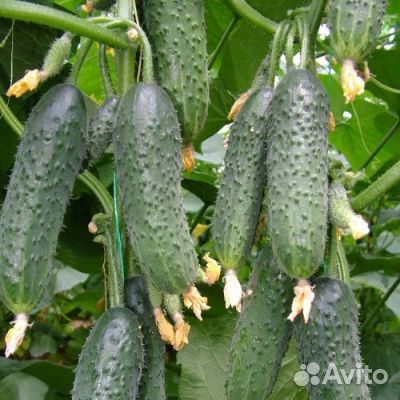 Семена огурцов Лютояр