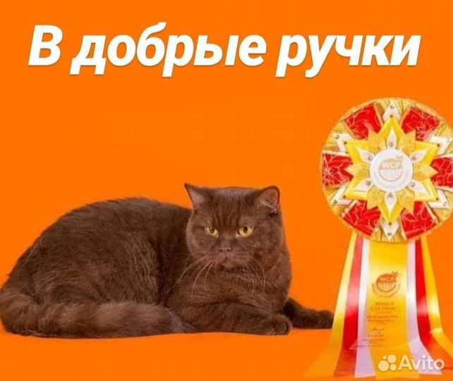 Британская