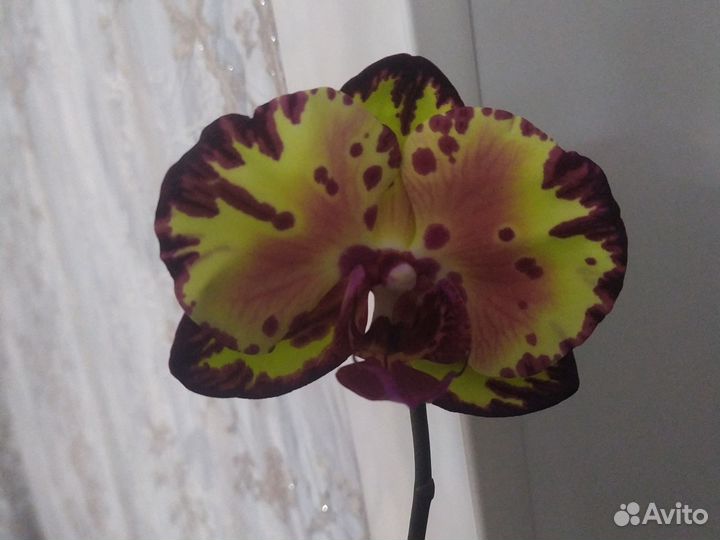 Орхидея фаленопсис