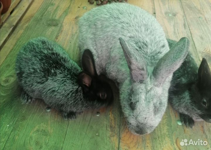 Продажа кроликов