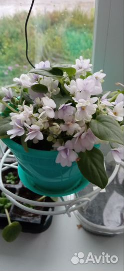 Фиалка ампельная