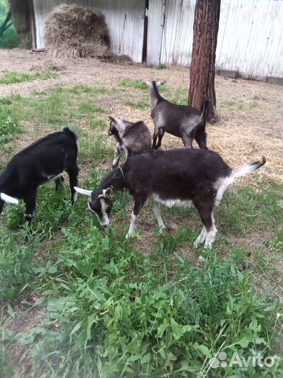 Альпийские козы