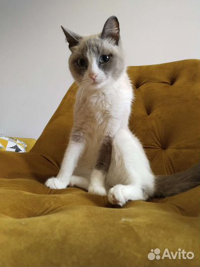 Кошка в добрые руки