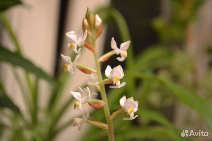 Лудизия (драгоценная орхидея)